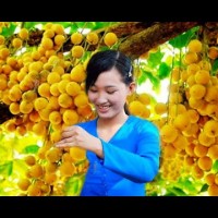 Vườn Cây ăn Trái Cần Thơ